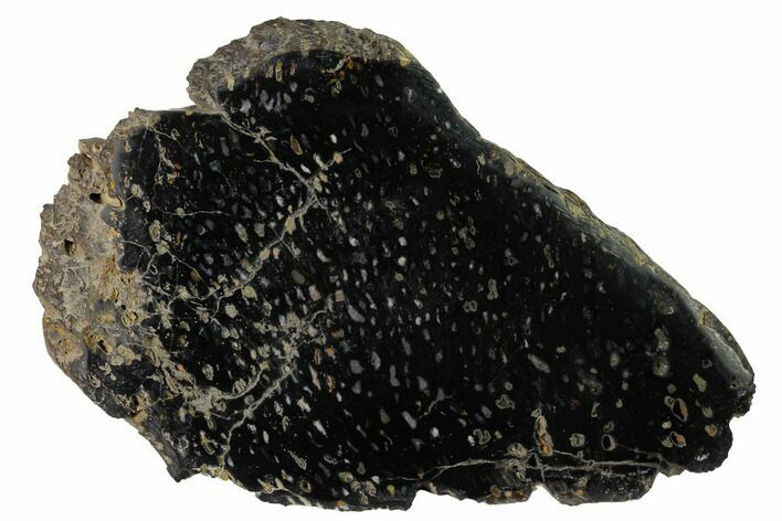 Polished, Black Petrified Palm Root Slab - Indonesia #151944